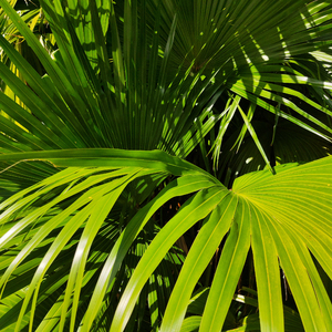 亚洲午夜爱爱香蕉片
